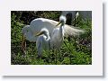 This pair of Great Egrets had an early start.